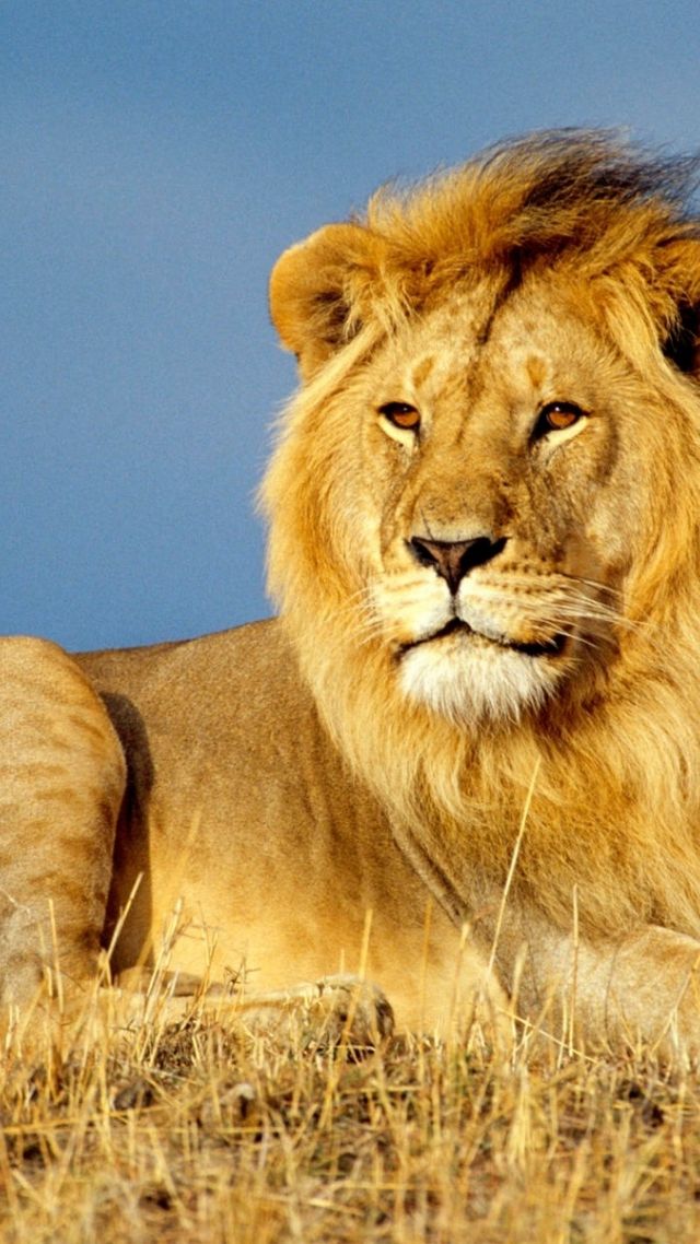 лев, саванна, lion, savanna, 4k (vertical)