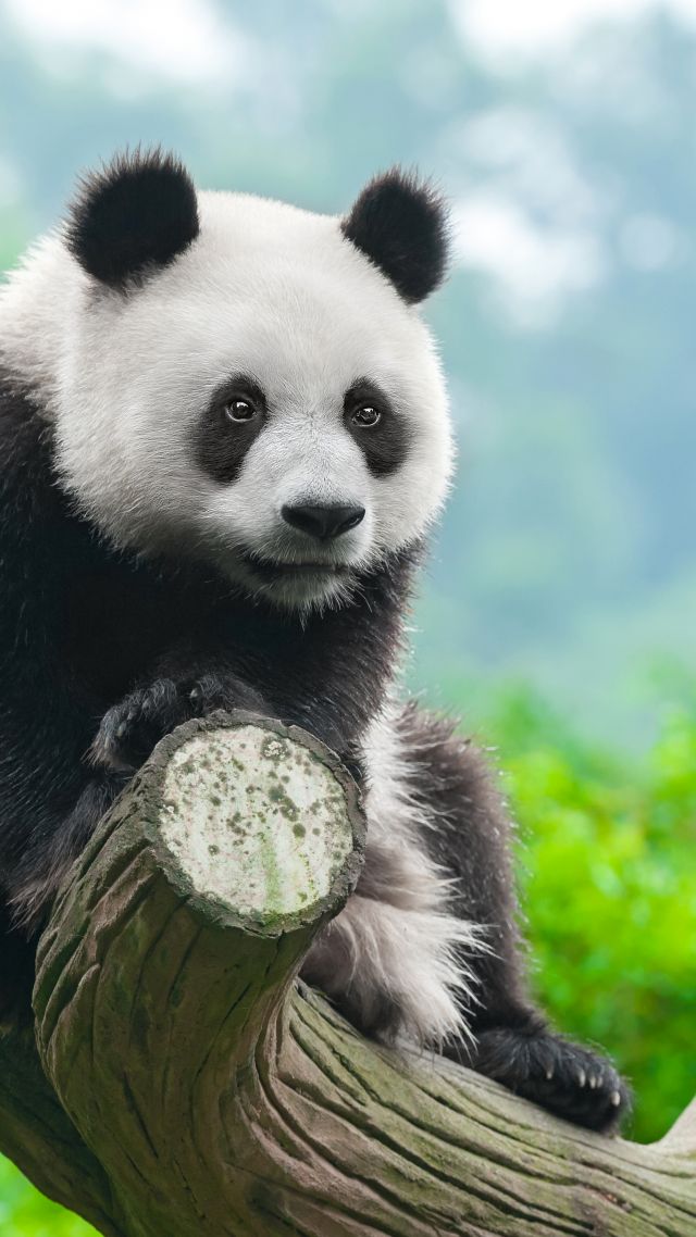 панда, panda, cute animals, 4k (vertical)