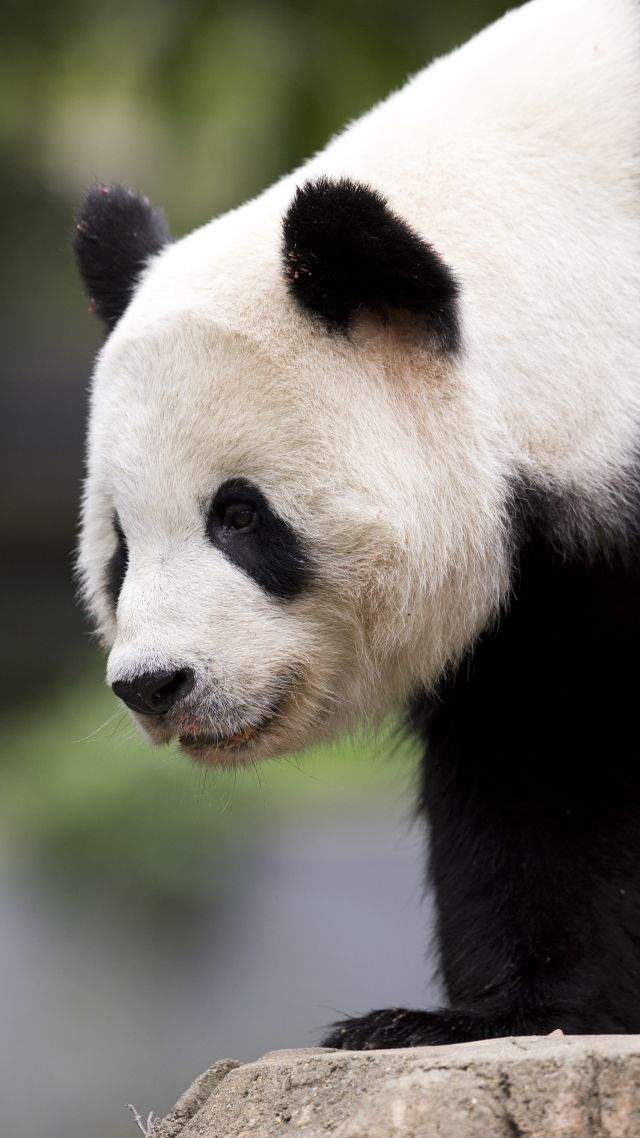 панда, panda, cute animals, 6k (vertical)