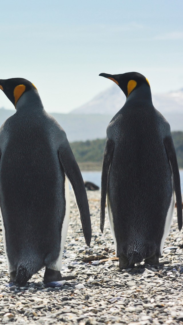 пингвины, penguins, 4k (vertical)