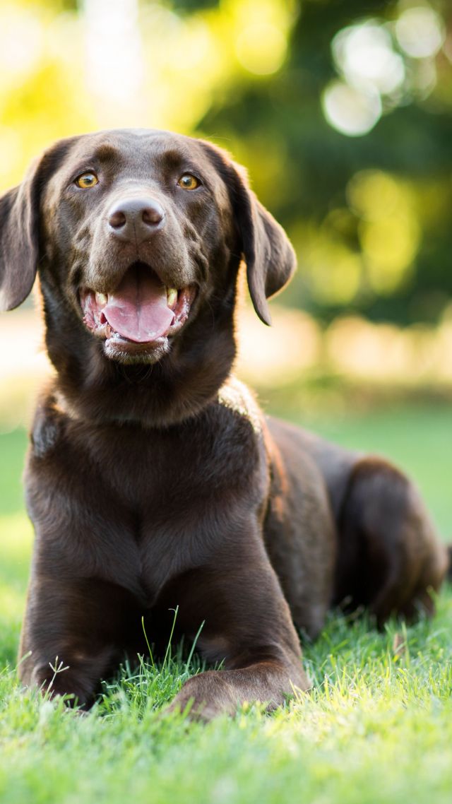 Лабрадор, собака, Labrador, dog, 4k (vertical)