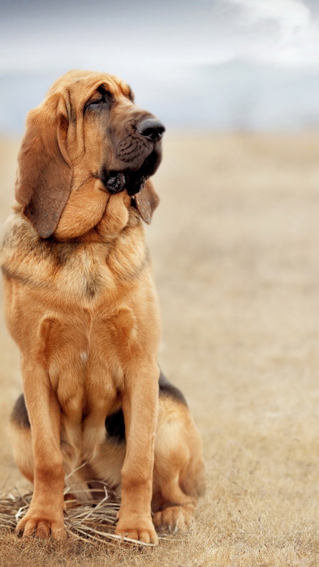 собака, бладгаунд, dog, bloodhound, 4k (vertical)