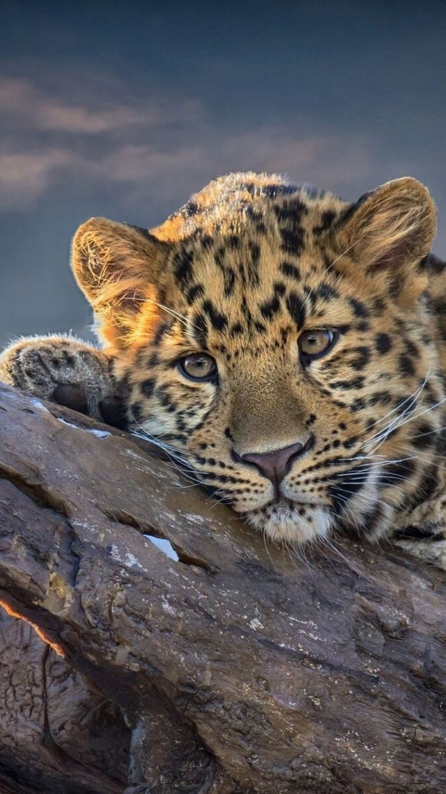 леопард, Leopard, 4k (vertical)