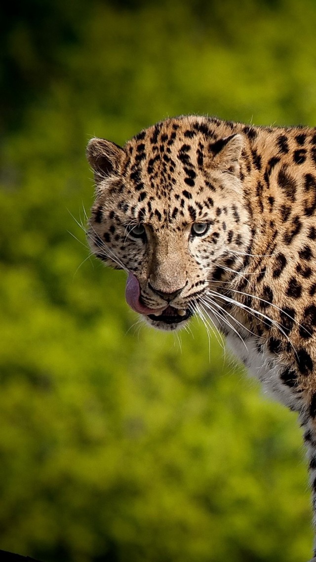 леопард, Leopard, 4k (vertical)