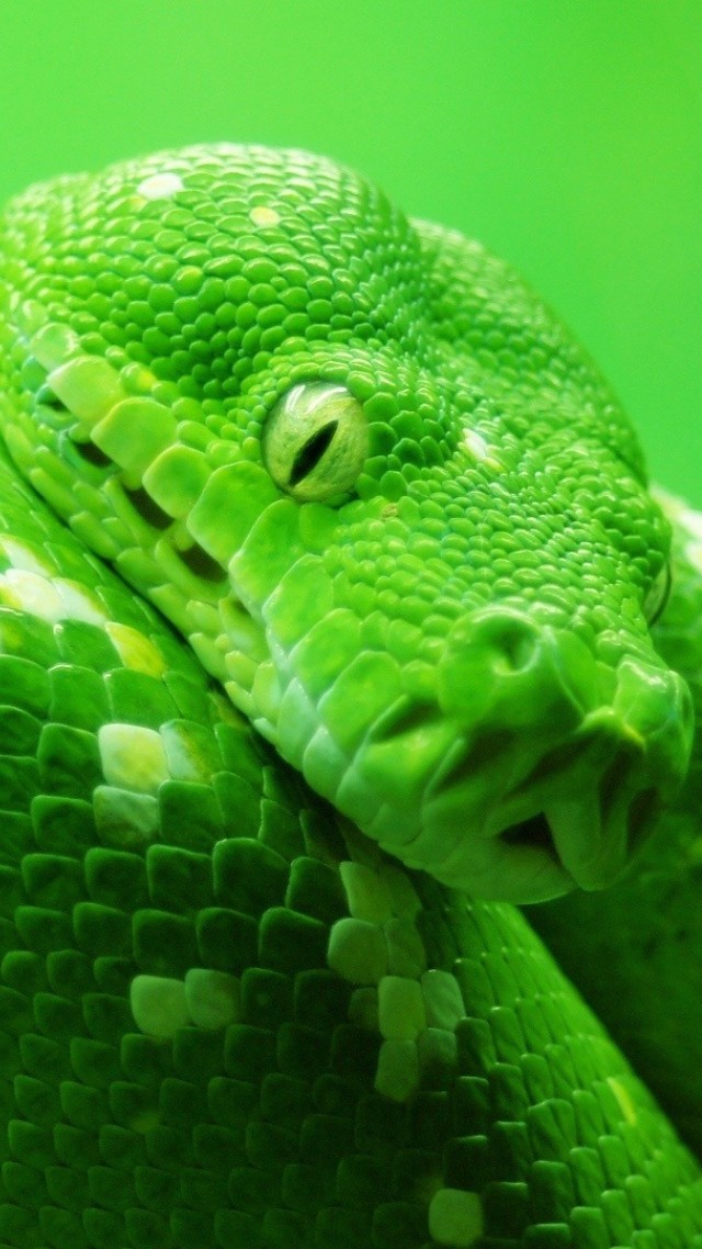 змея, snake, green, 4k (vertical)