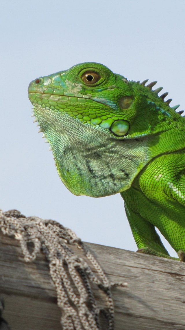 игуана, iguana, green, 4k (vertical)