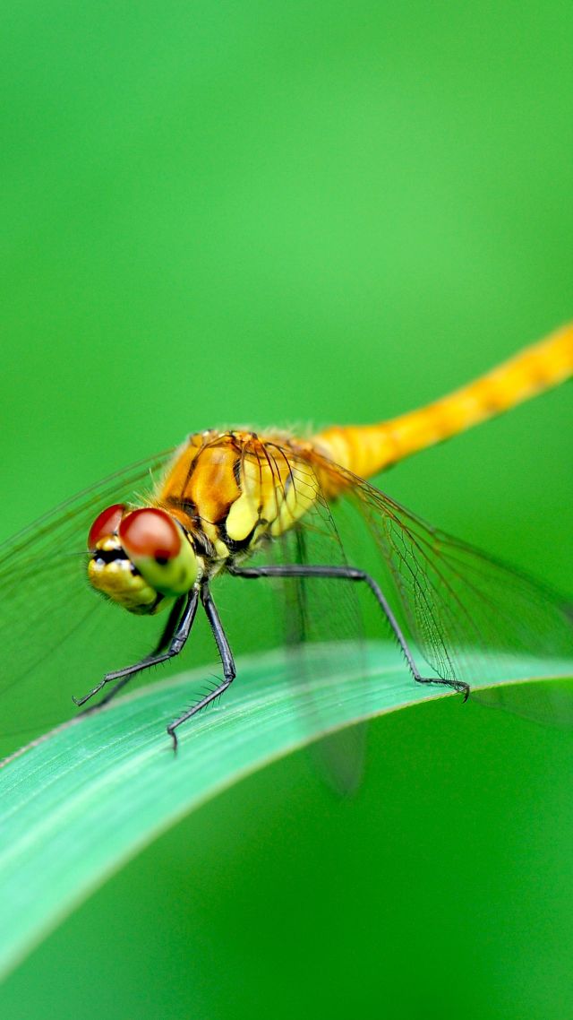 стрекоза, dragonfly, green, 4k (vertical)