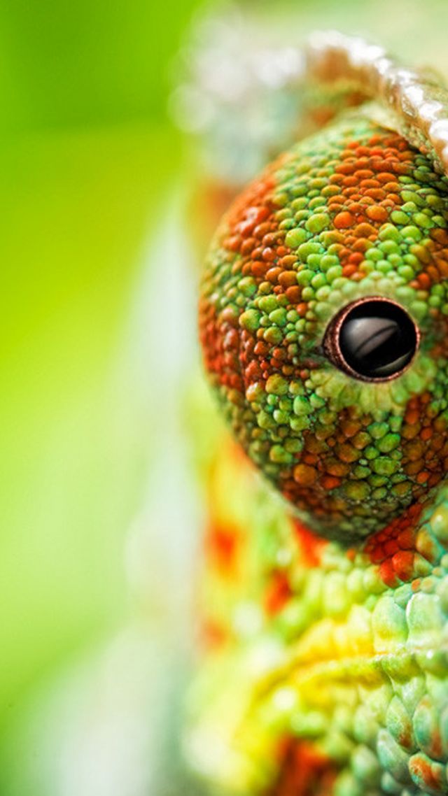 хамелеон, chameleon, eyes, 4k (vertical)