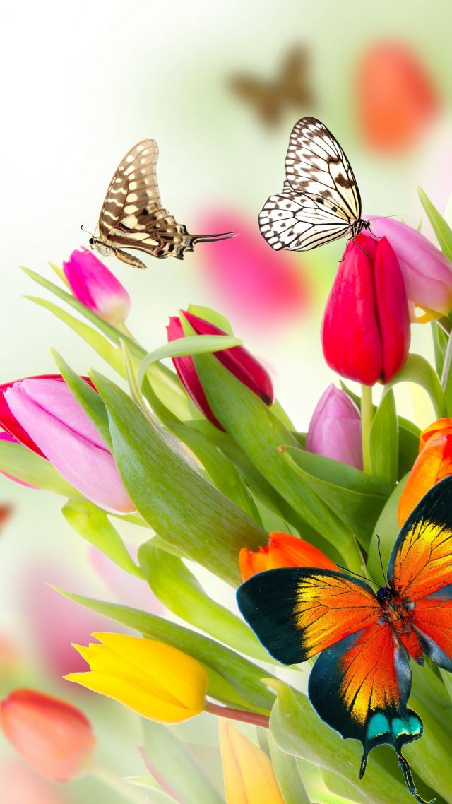 бабочка, цветы, тюльпаны, butterfly, flowers, tulips, 4k (vertical)
