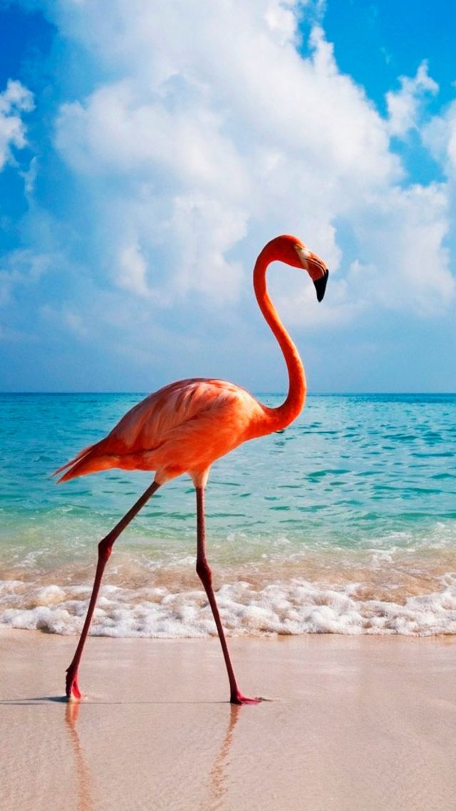 фламинго, птица, пляж, flamingo, bird, beach, ocean, 4k (vertical)