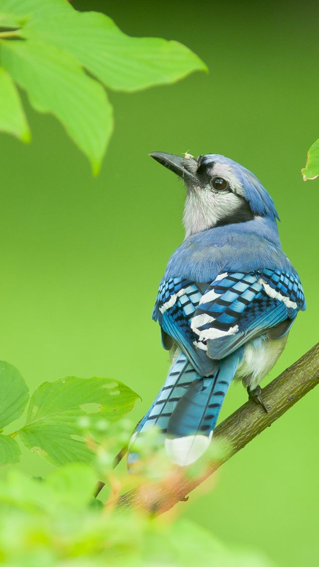 голубая сойка, птица, blue jay, bird, 4k (vertical)