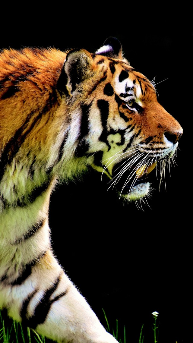 тигр, tiger, 4k (vertical)