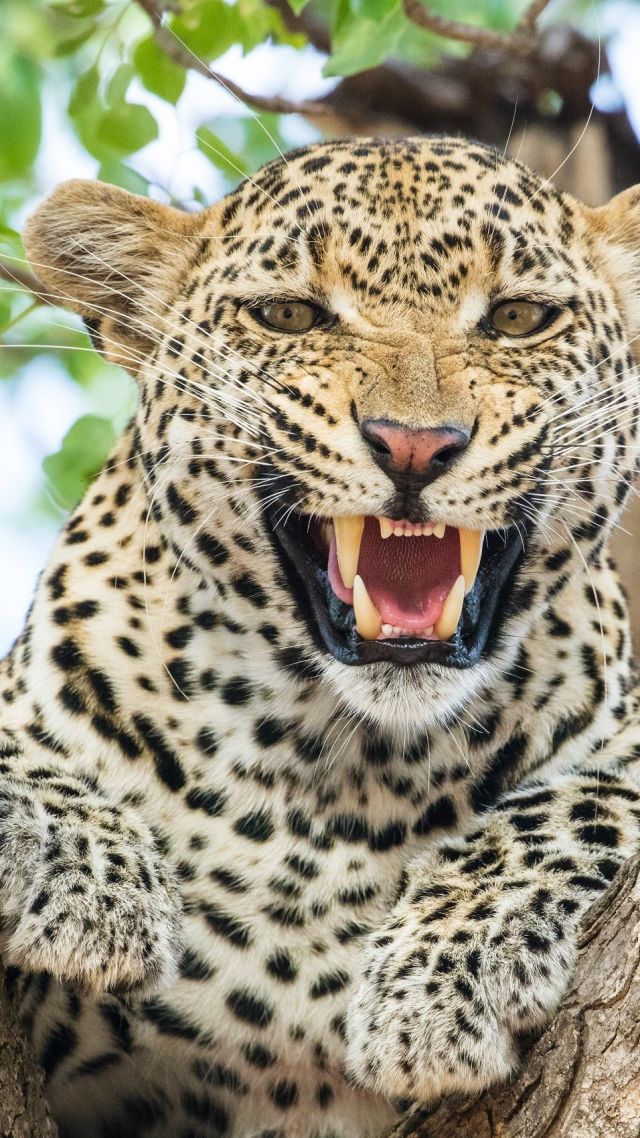 леопард, leopard, HD (vertical)