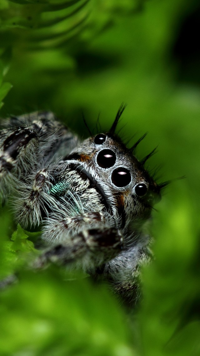 прыгающий паук, глаза, природа, насекомые, зеленый, милый, Jumping Spider, eyes, insects, leaves, green, nature, cute (vertical)