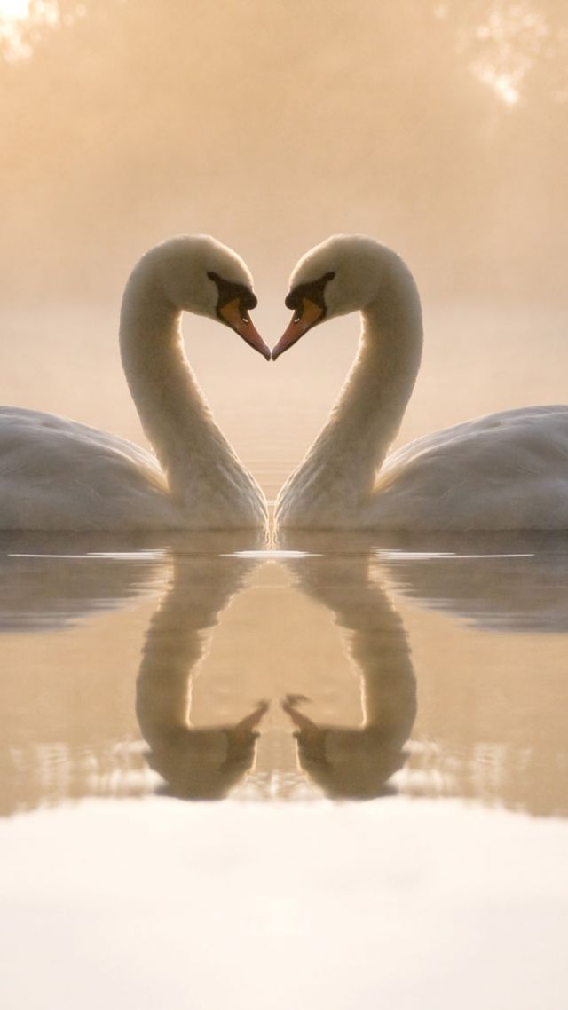 фото любовь, лебеди, love image, swan, couple, lake, 4k (vertical)