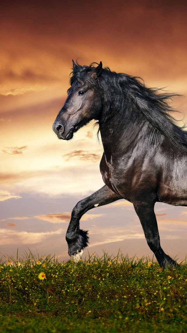 лошадь, 5k, 4k, копыта, грива, скачет, черная, белый фон, арт, horse, 5k, 4k wallpaper, hooves, mane, galloping, black, sunset, green grass, sky, clouds (vertical)
