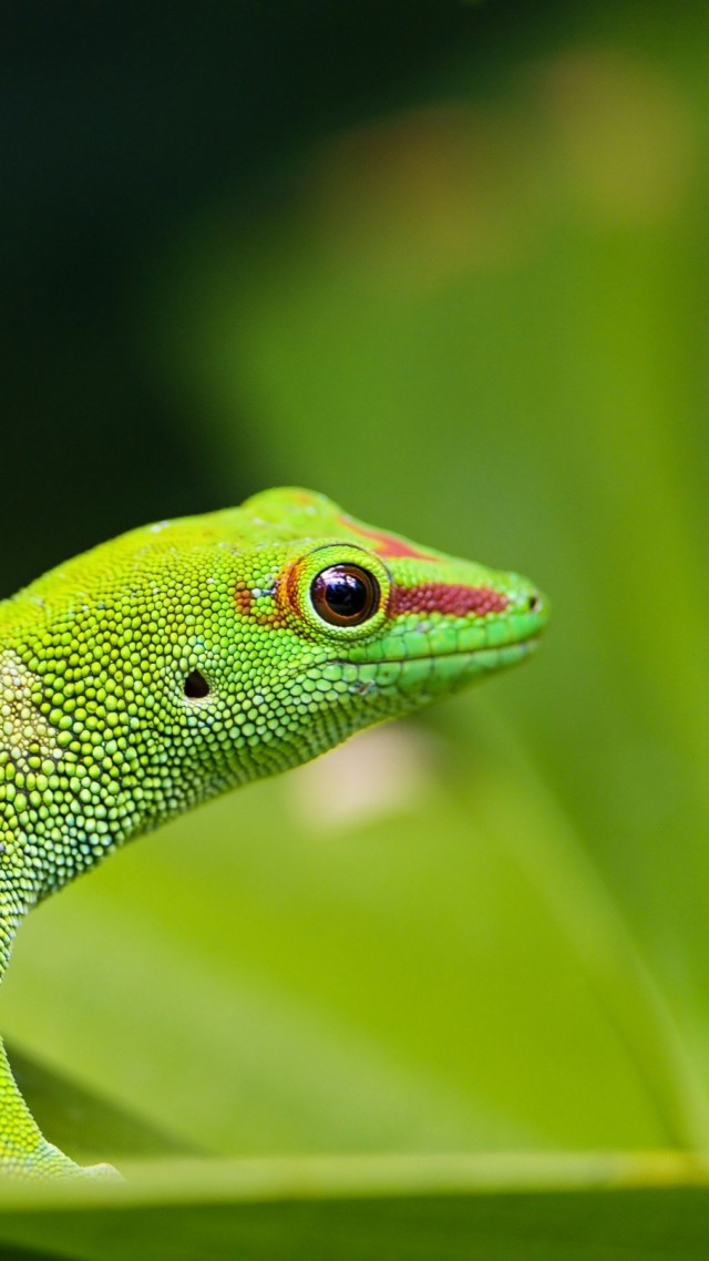Геккон, Gecko, reptile, green, 4k (vertical)