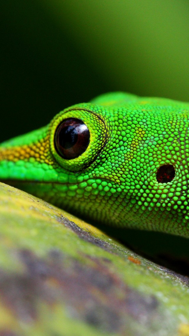Геккон, Gecko, reptile, green, 4k (vertical)