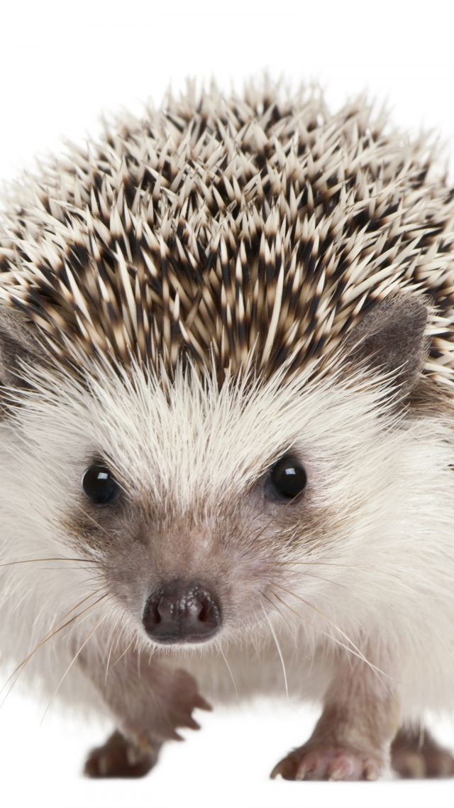еж, hedgehog, cute animals, 5k (vertical)