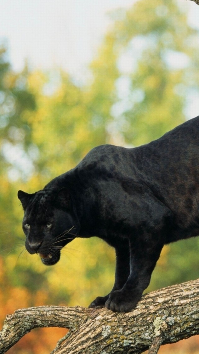 пантера, panther, black, 4k (vertical)