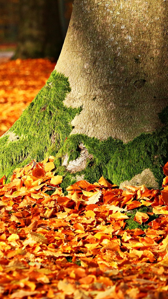 листья, дерево, осень, leaves, tree, autumn, 5k (vertical)