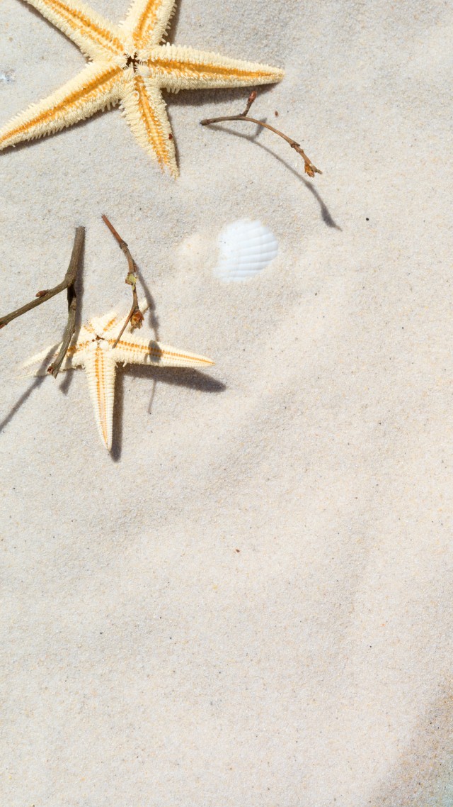 пляж, песок, ракушка, beach, starfish, shell, sand, 8k (vertical)
