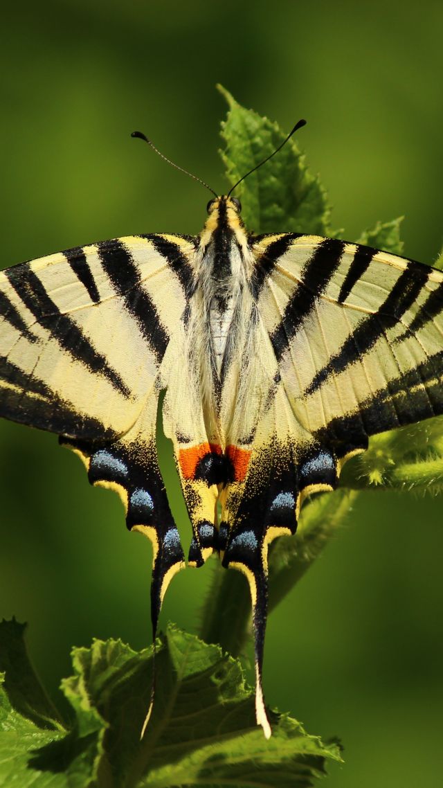 бабочка, butterfly, green, 5k (vertical)