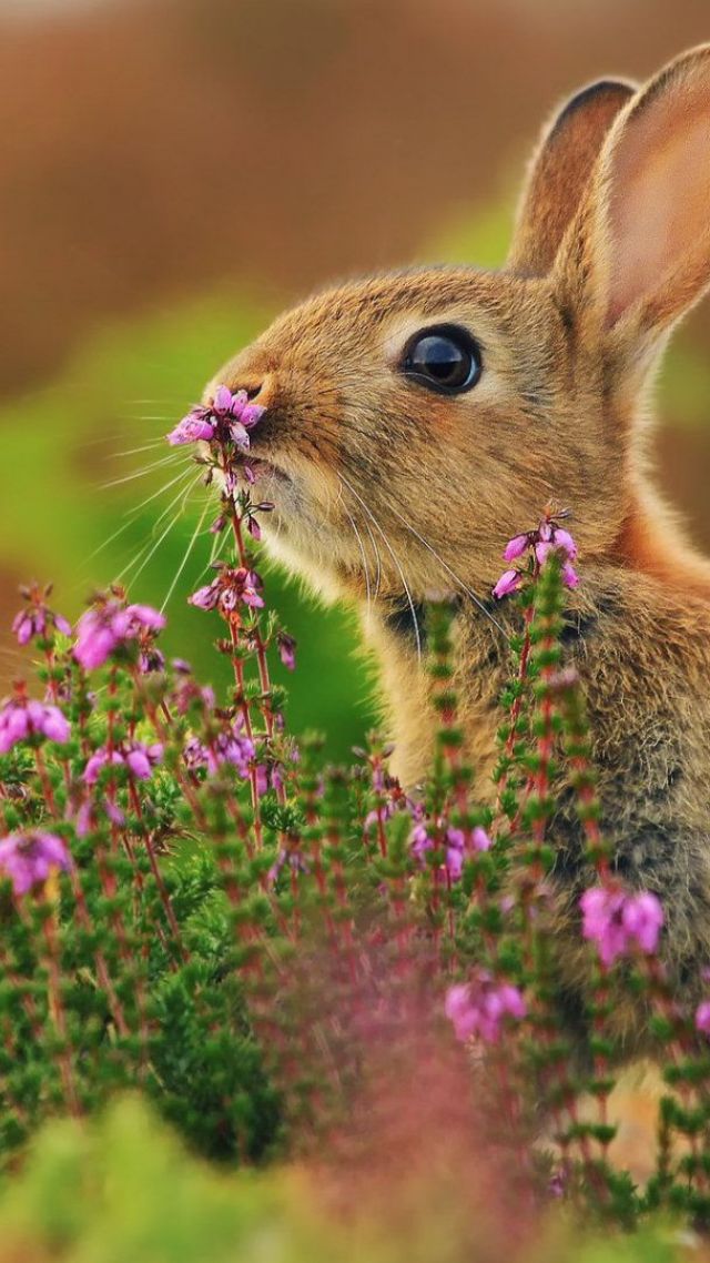 кролик, rabbit, cute animals, flowers, 4k (vertical)