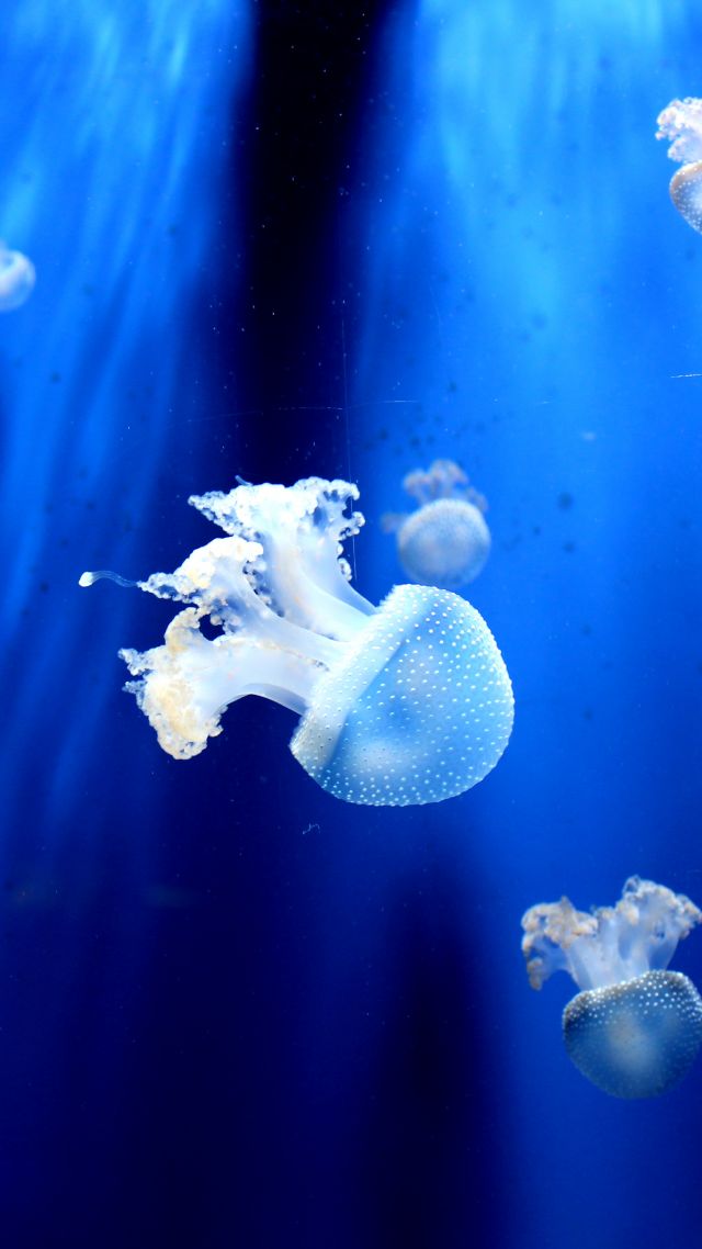медуза, jellyfish, underwater, 5k (vertical)