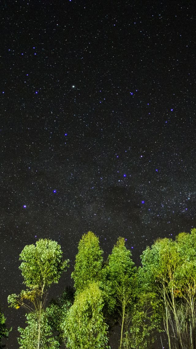 ночь, звезы, небо, деревья, night, stars, sky, trees, 4k (vertical)