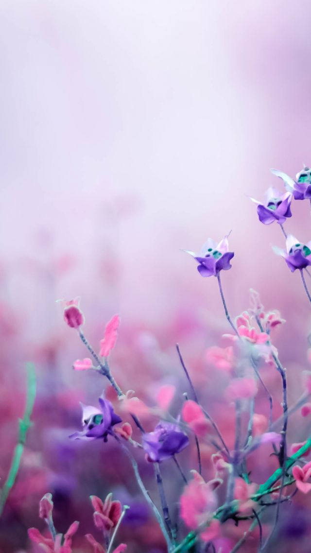 цветы, flowers, purple, 4k (vertical)