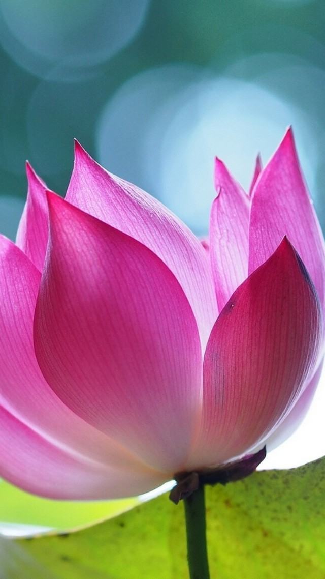лотус, lotus, flower, 4k (vertical)