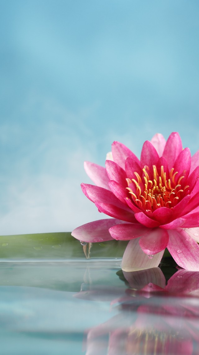 лотус, lotus, flower, bamboo, water, 5k (vertical)