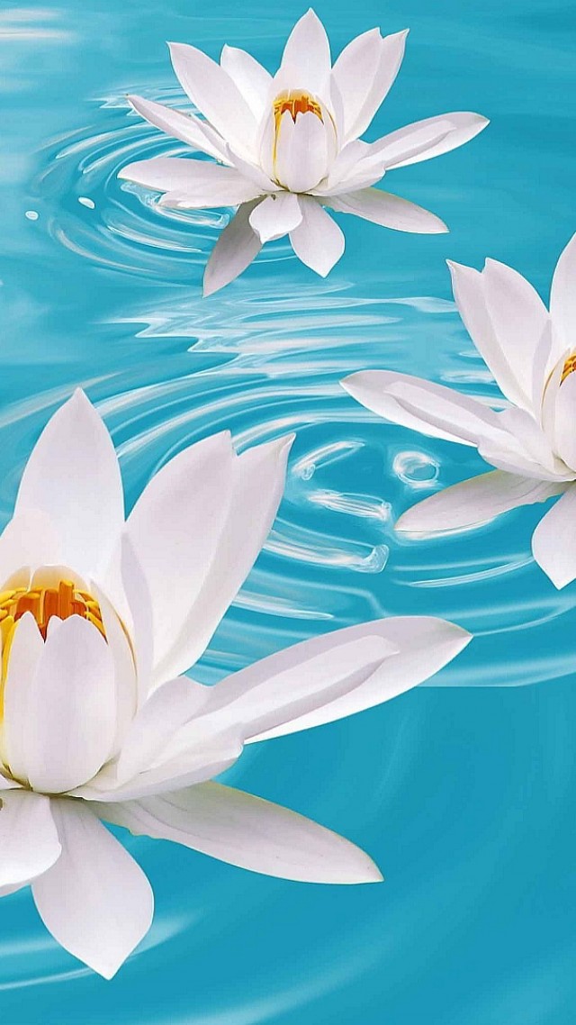 лотус, lotus, flower, water, 4k (vertical)