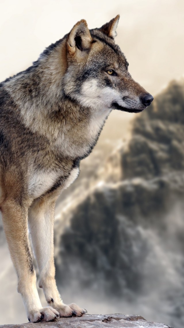 волк, wolf, mountain, 4k (vertical)
