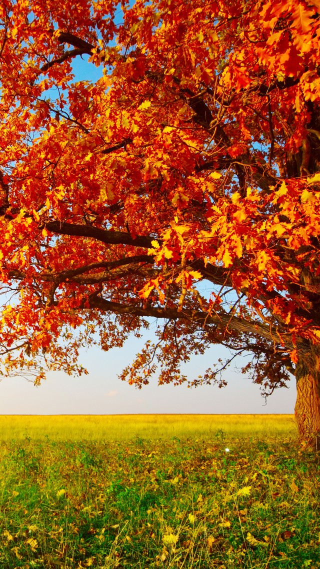 осень, дерево, autumn, tree, leaves, field, grass, 8k (vertical)