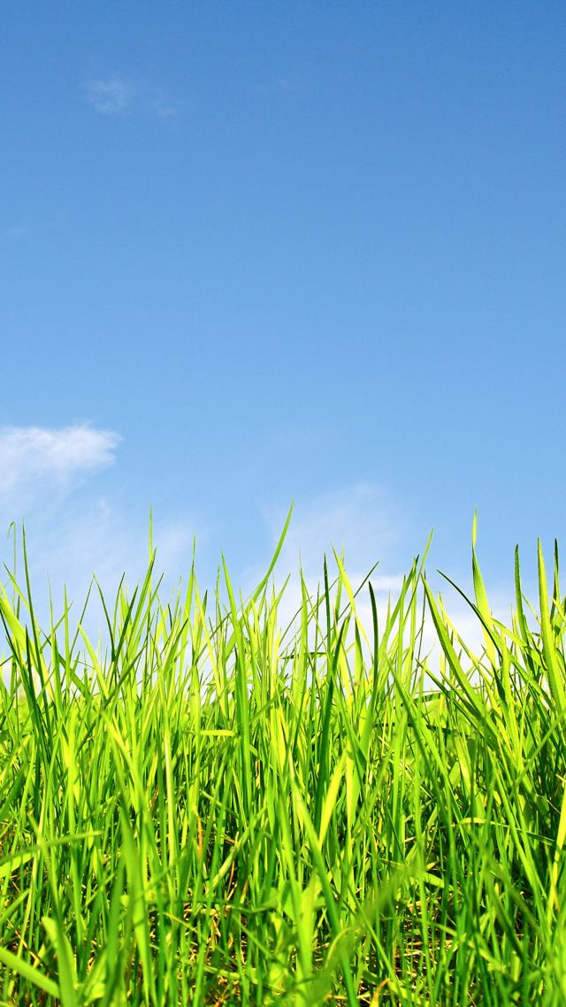 трава, grass, sky, 5k (vertical)