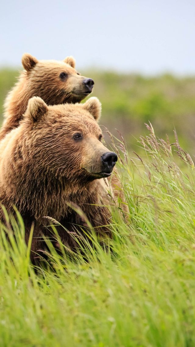медведи, bear, cute animals, grass, 4k (vertical)