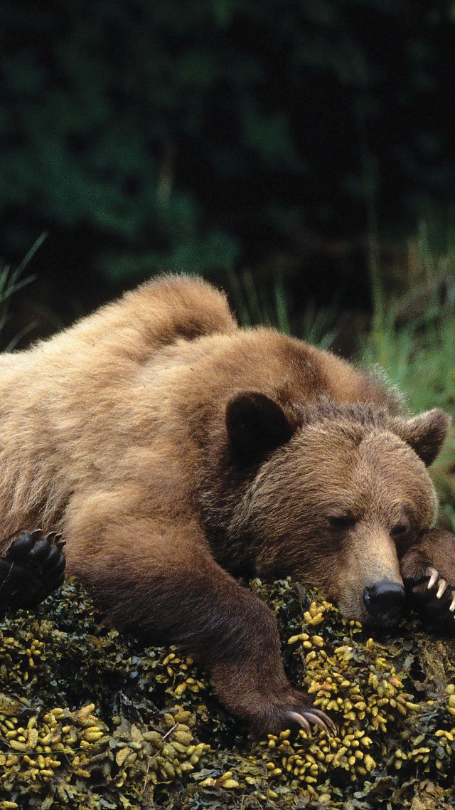 медведи, bear, cute animals, sleep, 4k (vertical)
