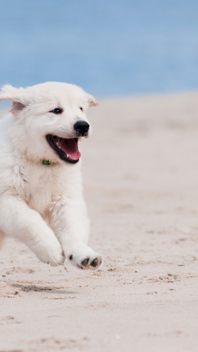 Собака, щенок, взгляд, глаза, белый, животное, питомец, Dog, puppy, white, animal, pet, beach, sand, sea (vertical)