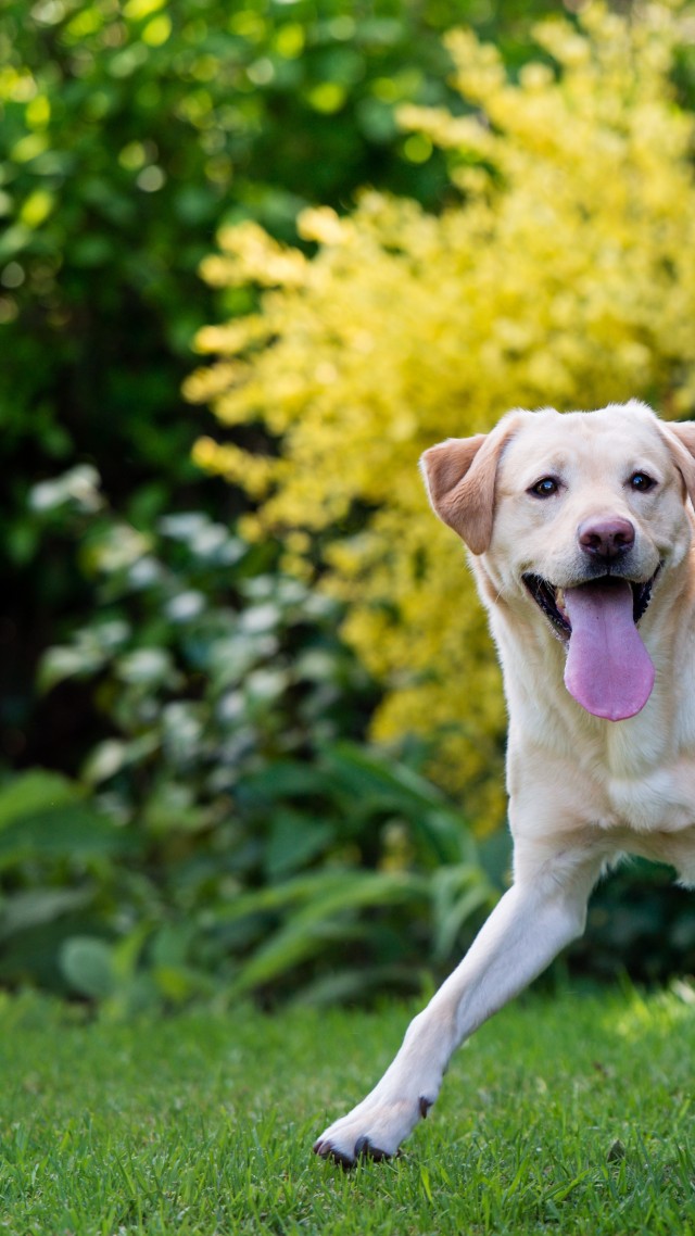 Собака, щенок, взгляд, глаза, белый, животное, питомец, Dog, puppy, white, funny, animal, pet, garden, green grass (vertical)