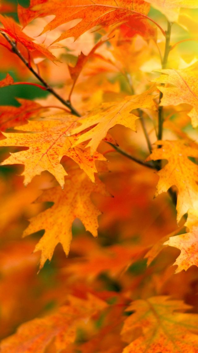 осень, листья, leaves, trees, autumn, 5k (vertical)
