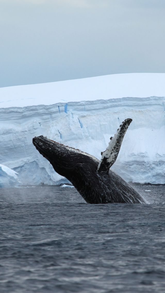Антарктида, океан, кит, Antarctica, ocean, ice, whale, 4k (vertical)