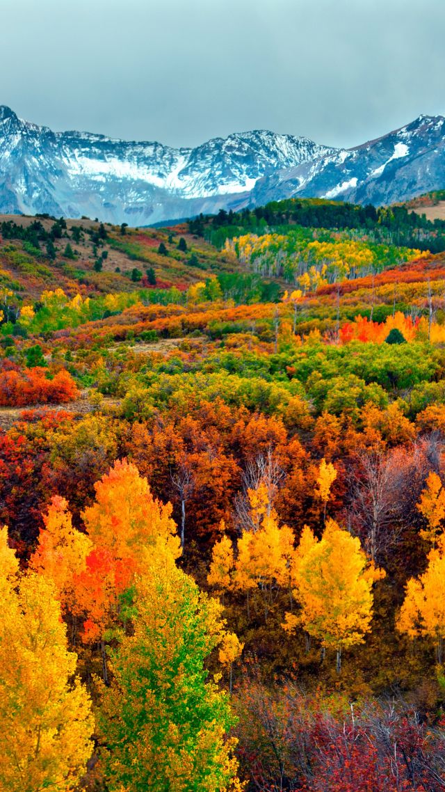осень, лес, деревья, autumn, forest, mountain, 5k (vertical)