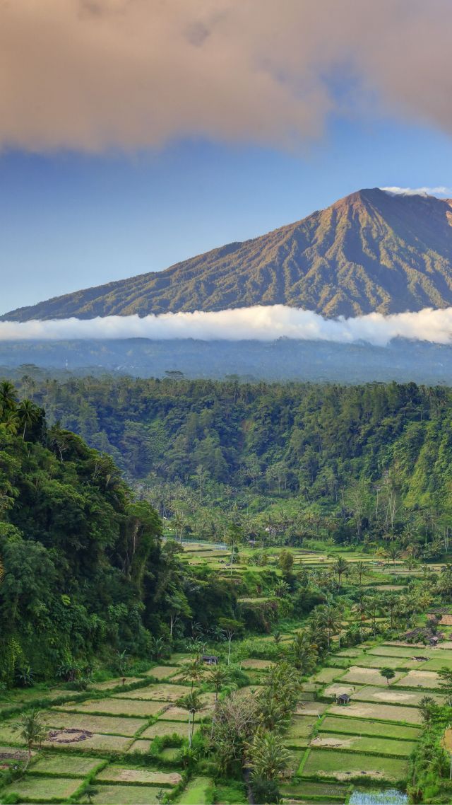 Бали, пальмы, деревья, поле, гора, облака, Bali, palms, trees, field, mountain, clouds, 5k (vertical)
