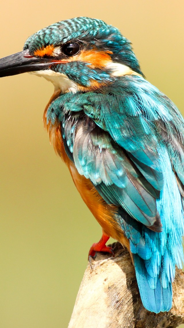 птица, kingfisher, bird, 5k (vertical)