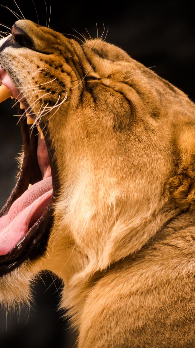 лев, lion, roaring, 4k (vertical)