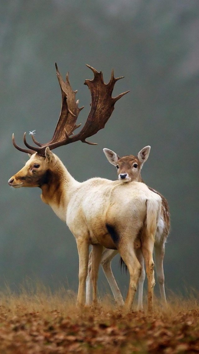 олень, deer, cute animals, autumn, 4k (vertical)