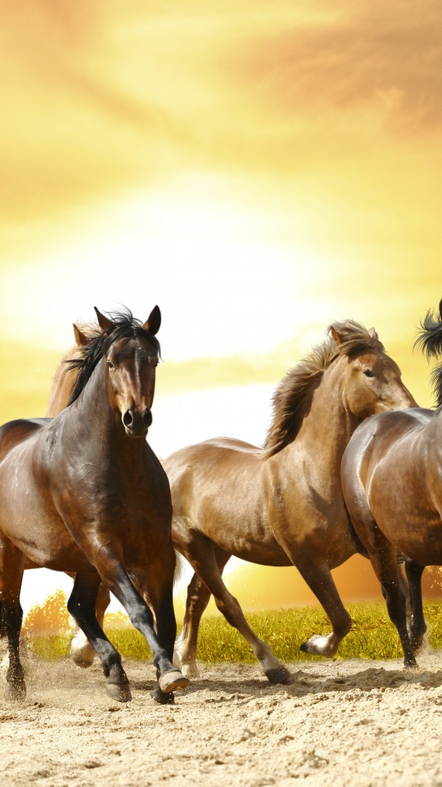 лошади, horses, cute animals, 8k (vertical)