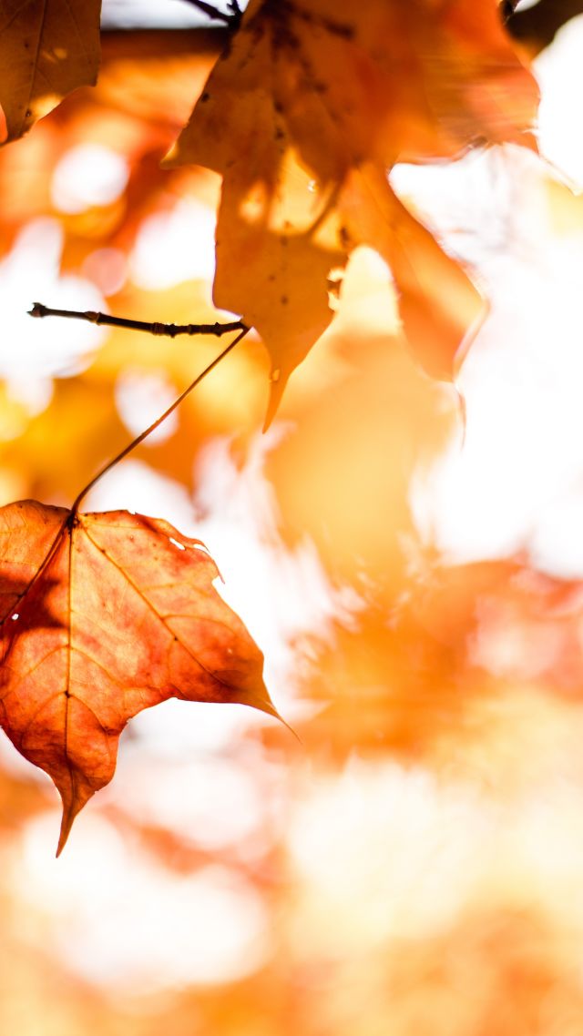 осень, листья, leaves, autumn, orange, 5k (vertical)